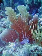 Venus sea fan