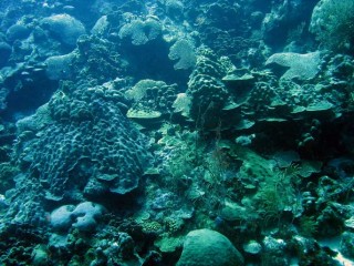 Prachtig onderwaterlandschap