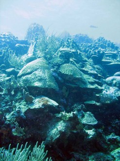 Prachtig onderwaterlandschap