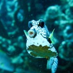 ‘Trunkfish’