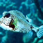 ‘Trunkfish’