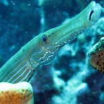‘Trumpetfish’