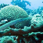 ‘Trumpetfish’ voor hersenkoraal