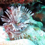 Prachtig waaierplantje bij Best Reef