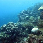 Onderwaterlandschap bij Best Reef