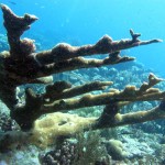 Koraal bij Best Reef