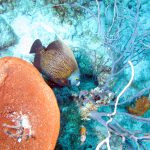 French angelfish Directors Bay