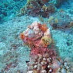 Christmastree worms bij Vaerssenbaai