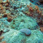 Peacock flounder op sterkoraal