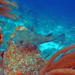 Porcupinefish bij Tugboat Curacao