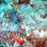 Stoplight parrotfishes Porto Marie