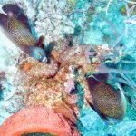 Two French angelfish directors Bay